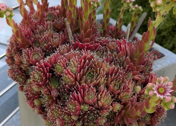 Elfie * Neustadt an der Weinstrasse